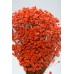 STAR FLOWERS Orange 12" (BULK)